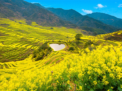 篁嶺梯田油菜花海、廬山、三清山純玩雙飛六天